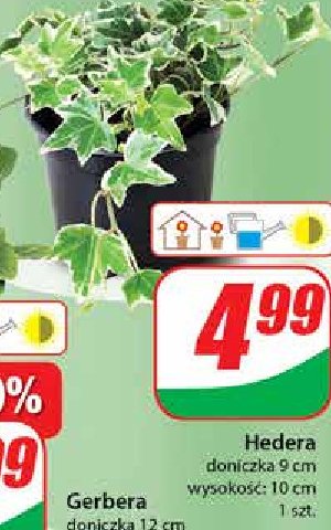 Hedera 9 cm promocja
