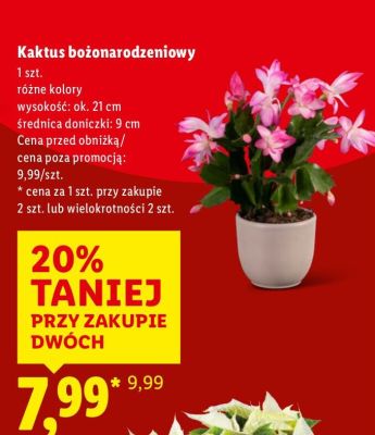 Kaktus bożonarodzeniowy promocja w Lidl