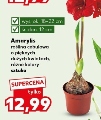 Amaryllis różne kolory  promocja w Kaufland