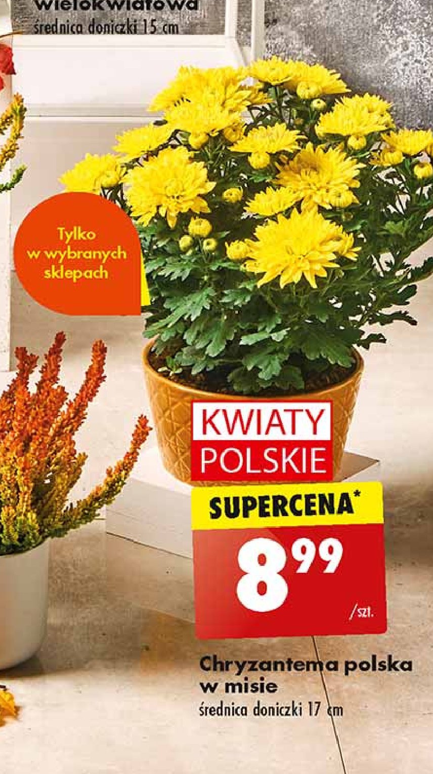 Chryzantema 17 cm promocja