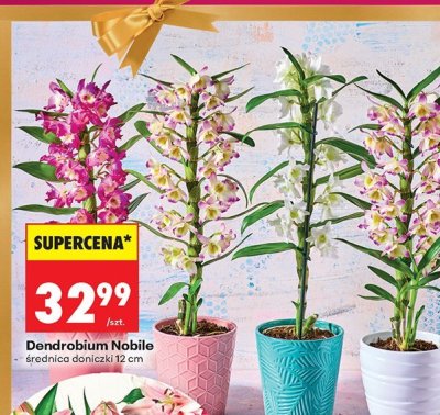 Dendrobium Nobile storczyk doniczka 12 cm promocja w Biedronka