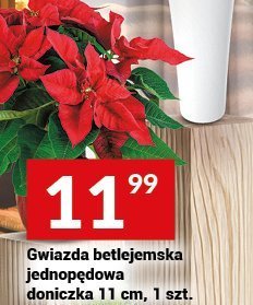 Gwiazda betlejemska jednopędowa doniczka 11 cm, 1 szt. promocja w Twój Market