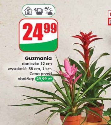 Guzmania doniczka 12 cm wysokość: 38 cm promocja w Dino