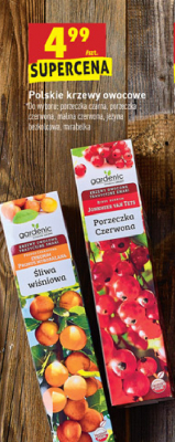 Drzewo ozdobne 艣liwa wi艣niowa Gardenic yard promocja