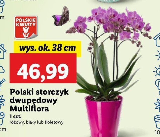 Storczyk multiflora 2 pędy promocja