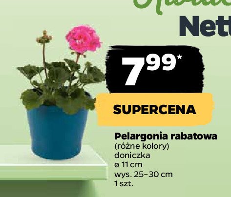 Pelargonia rabatowa 11 cm promocja
