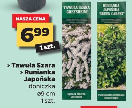 Runianka japońska promocja