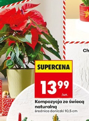Kompozycja ze świecą naturalną średnica doniczki 10,5 cm promocja w Biedronka