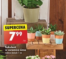 Sukulent w ceramicznej doniczce 7 cm promocja