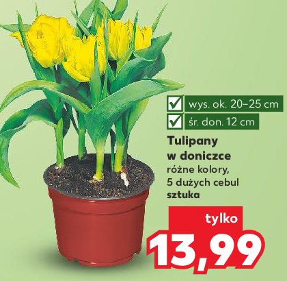 Tulipany w doniczce promocja