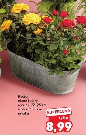 Róża 10.5 cm promocja w Kaufland