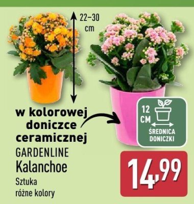 Kalanchoe Gardenline Sztuka różne kolory promocja w Aldi