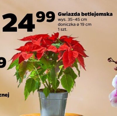 Roślina Gwiazda betlejemska, 35-45 cm promocja w Netto