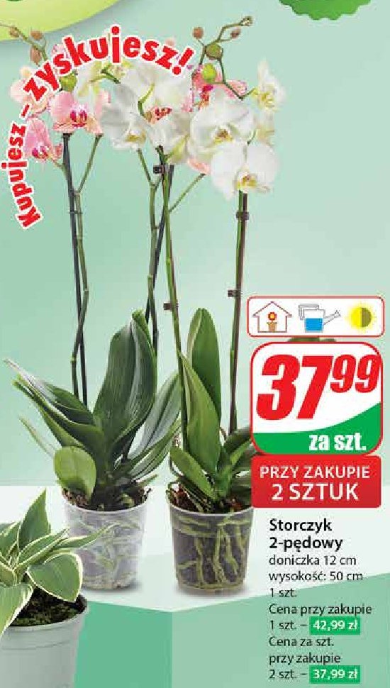 Storczyk doniczka 12 cm wys. 50 cm promocja