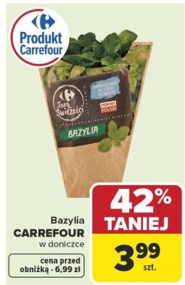 Bazylia Carrefour w doniczce promocja w Carrefour