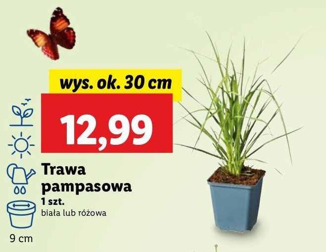Trawa pampasowa promocja