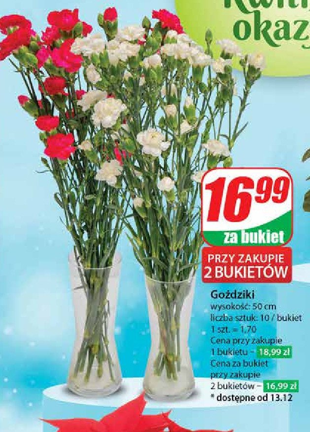 Goździki 50 cm promocja