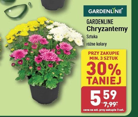 Chryzantema GARDEN LINE promocja