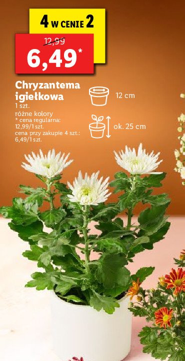 Chryzantema igiełkowa 25 cm promocja