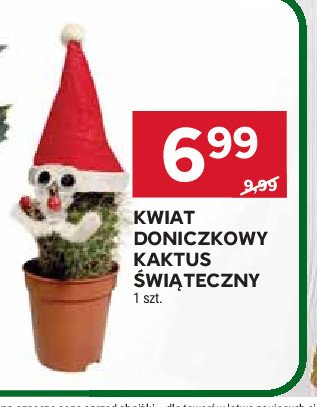 Kaktus świąteczny promocja