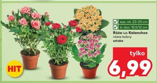 Kalanchoe 10.5 cm promocja