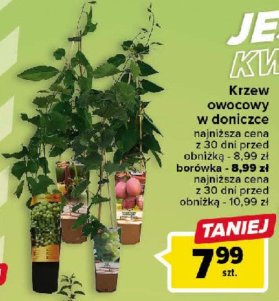Krzew owocowy borówka promocja w Carrefour