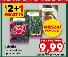 Cebulki kwiatów promocja