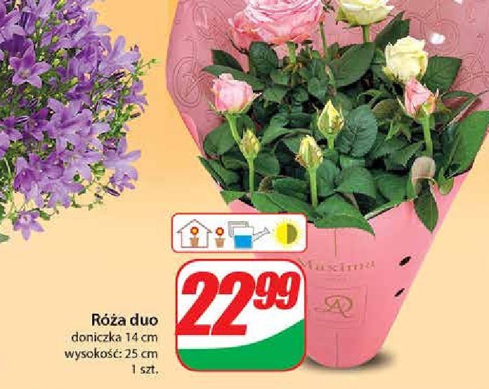 Róża duo promocja