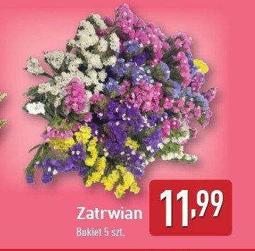 Zatrwian promocja