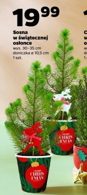 Sosna w świątecznej osłonce, 30-35 cm promocja w Netto
