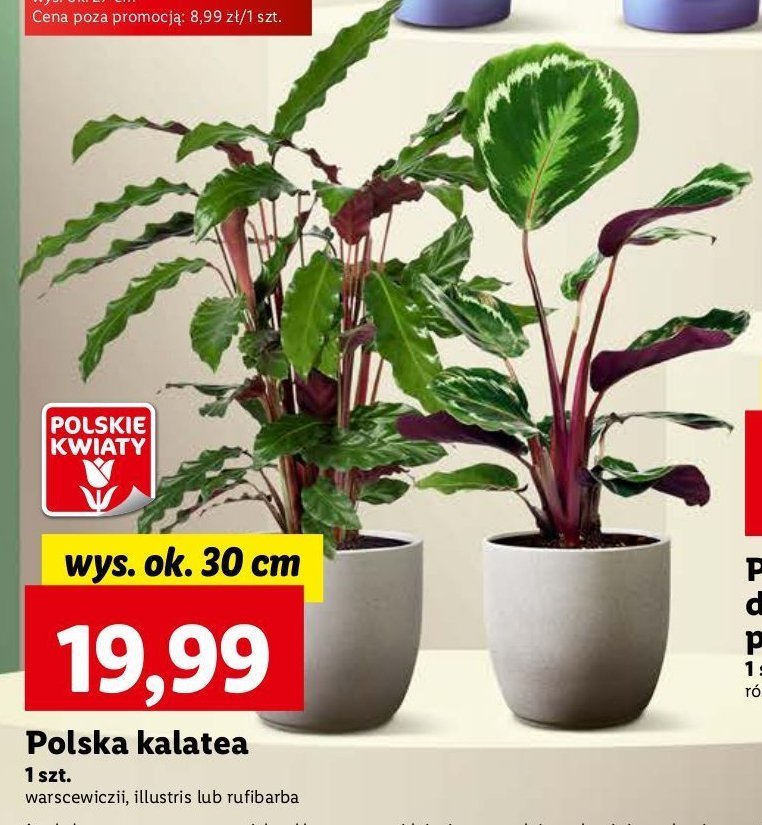 Kalatea promocja