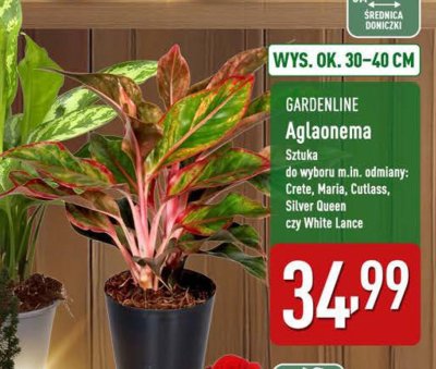Roślina doniczkowa Aglaonema promocja w Aldi