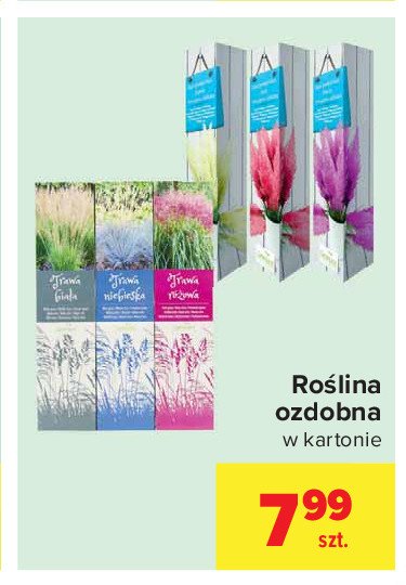 Trawa pampasowa czerwona Gartenland promocja