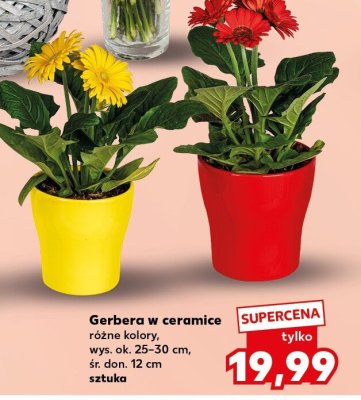 Gerbera w ceramice różne kolory promocja w Kaufland