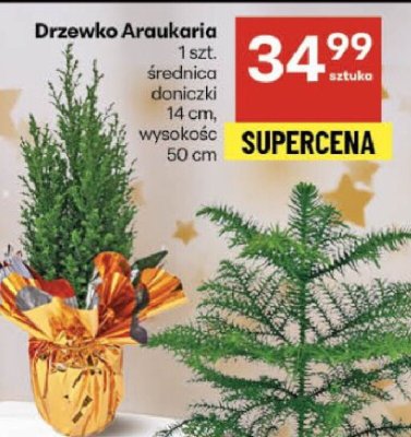 Drzewko Araukaria 1 szt. średnica doniczki 14 cm, wysokość 50 cm promocja w Delikatesy Centrum