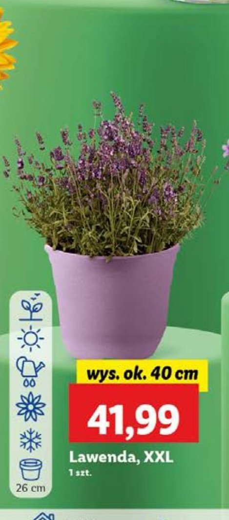 Lawenda xxl promocja w Lidl