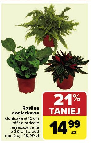 Roślin zielone w donicy śr. 12 cm promocja w Carrefour Market