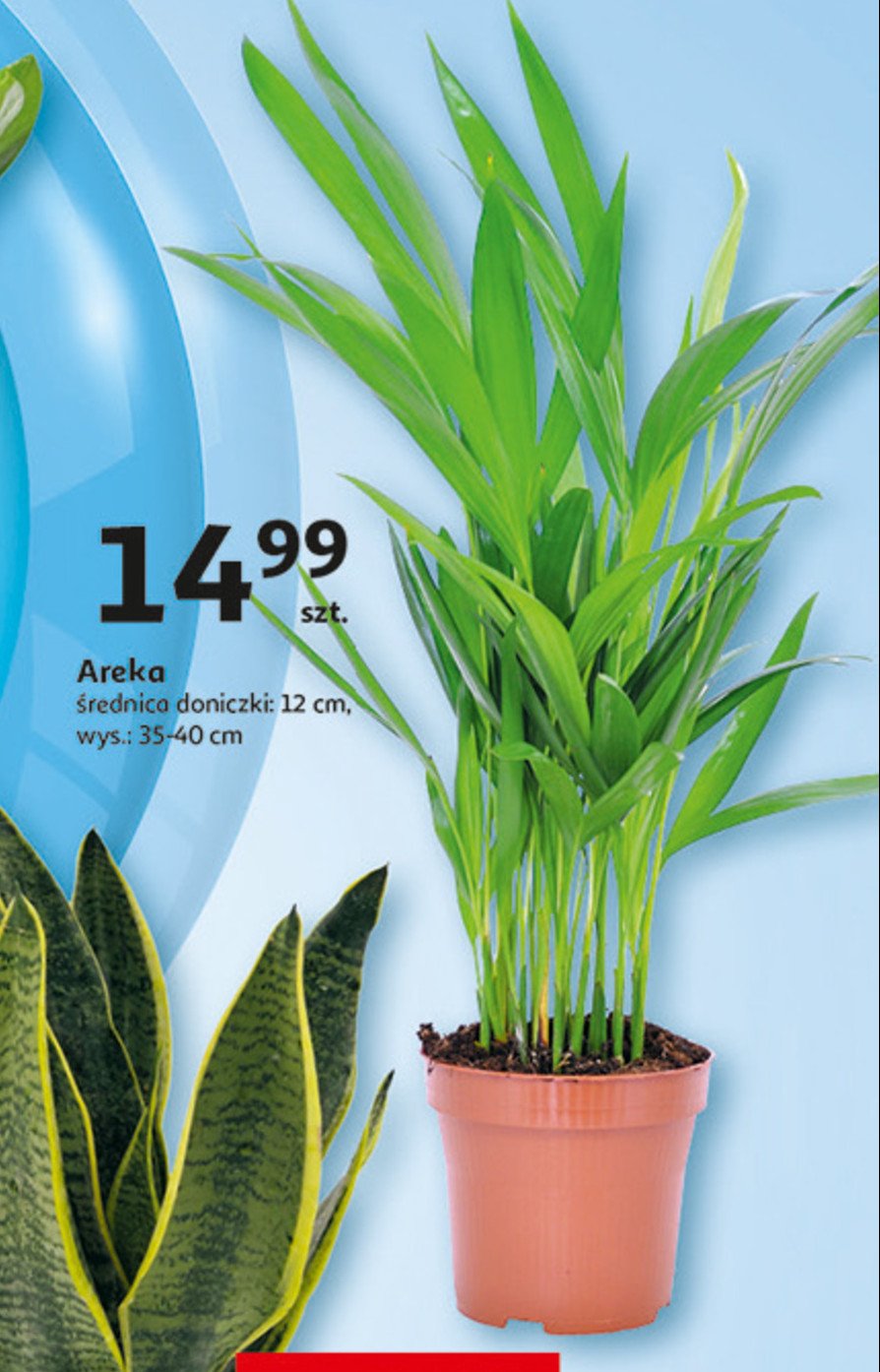 Areka don. 12 cm promocja