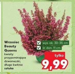 Wrzosiec beauty queen don. 11 cm promocja w Kaufland