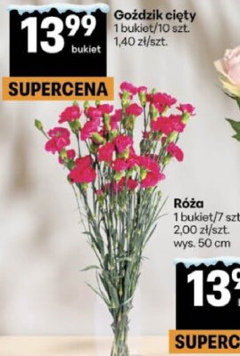 Róża promocja w Delikatesy Centrum