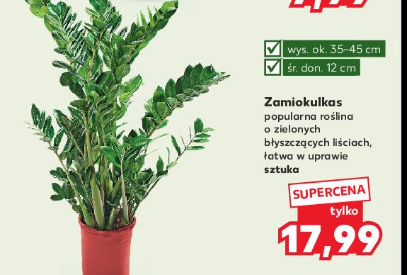 Zamiokulkas 12 cm promocja w Kaufland