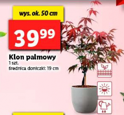 Klon palmowy 19 cm promocja