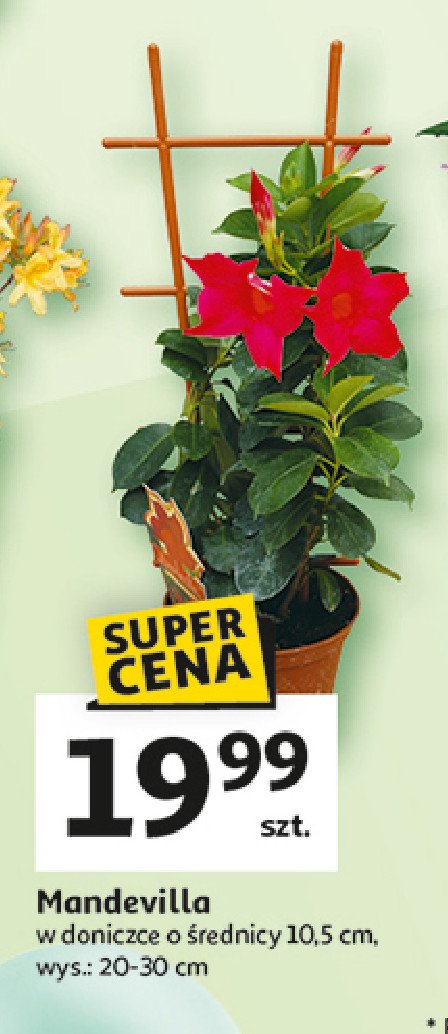Mandevilla 10.5 cm promocja