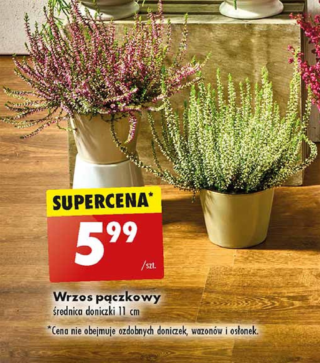 Wrzos pączkowy śr. 11 cm promocja