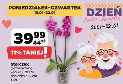 Storczyk, różne kolory promocja w Netto