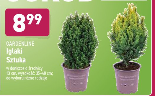 Iglaki 35-40 cm promocja