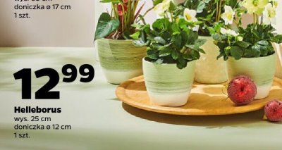 Helleborus  promocja w Netto