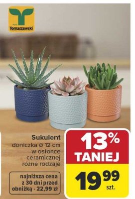 Sukulent promocja w Carrefour