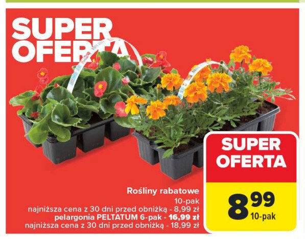 Pelargonia peltatum promocja