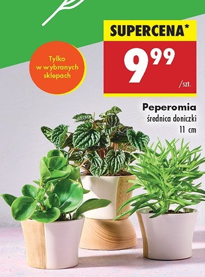 Peperomia 11 cm promocja w Biedronka